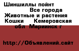 Шиншиллы пойнт ns1133,ny1133. - Все города Животные и растения » Кошки   . Кемеровская обл.,Мариинск г.